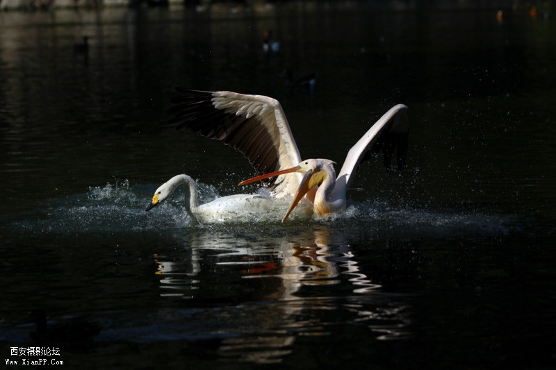 快门:1/8000  光圈:F/2.8  焦距:110毫米  感光度:100