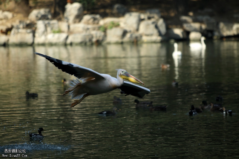 快门:1/800  光圈:F/2.8  焦距:200毫米  感光度:100 