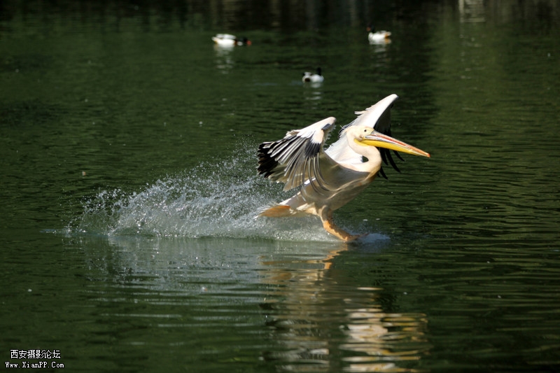 快门:1/3200  光圈:F/2.8  焦距:145毫米  感光度:100 