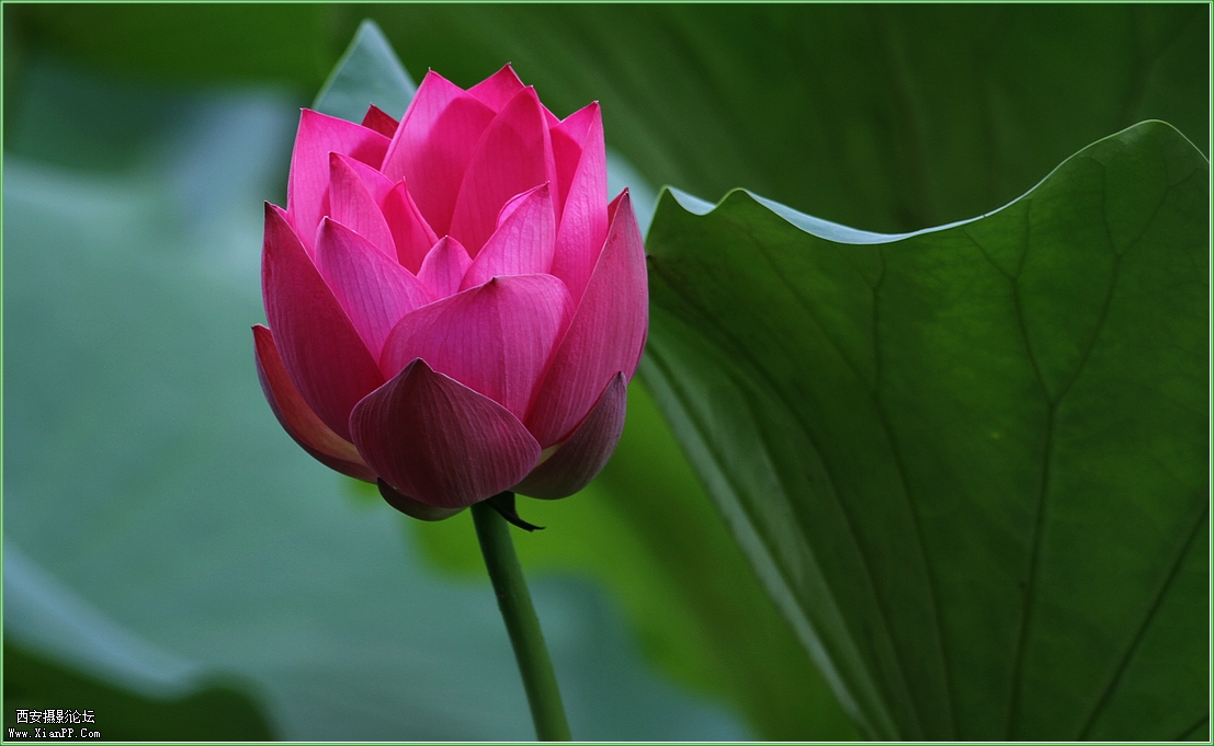 快门:1/50  光圈:F/5.0  焦距:220毫米  感光度:100