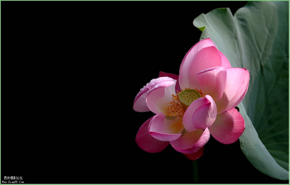 快门:1/200  光圈:F/5.0  焦距:210毫米  感光度:100 