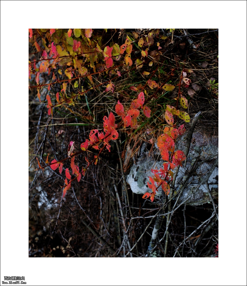 光圈: F/8.0 快门:1/250 焦距:50 毫米 感光度:400