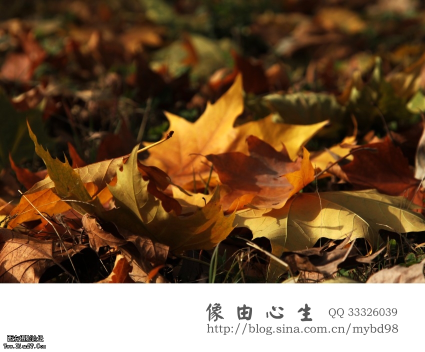 20111111随拍0007.jpg