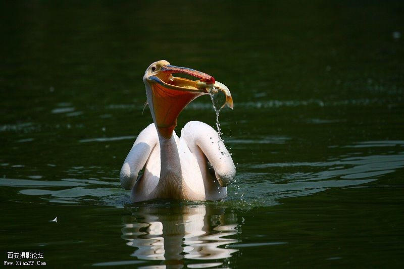 光圈:f/6.3 快门:1/4000 感光度ISO:160 