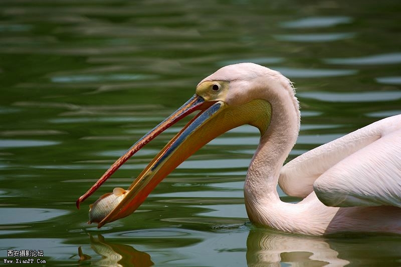 光圈:f/6.3 快门:1/800 感光度ISO:160 