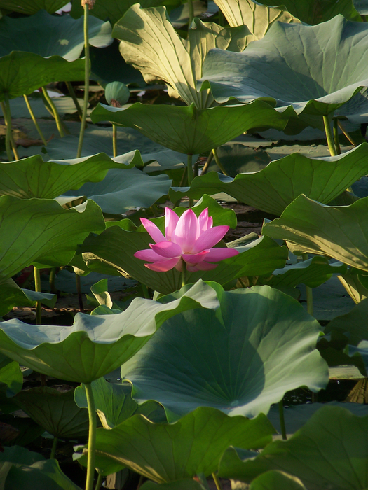 KODAK Z812 IS ZOOM DIGITAL CAMERA f/4.5 1/160秒 ISO64