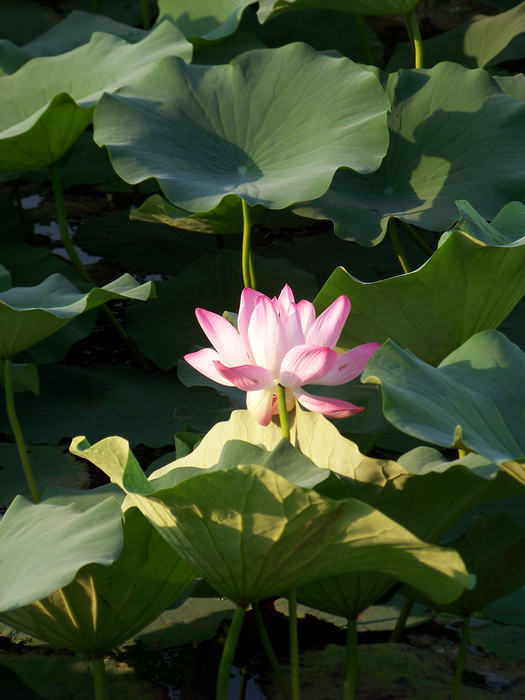 KODAK Z812 IS ZOOM DIGITAL CAMERA f/3.6 1/250秒 ISO64