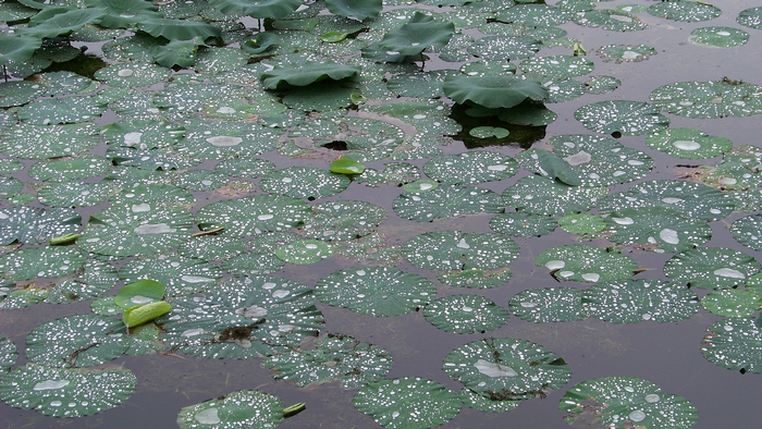 KODAK Z812 IS ZOOM DIGITAL CAMERA f/6.3 1/80 ISO64