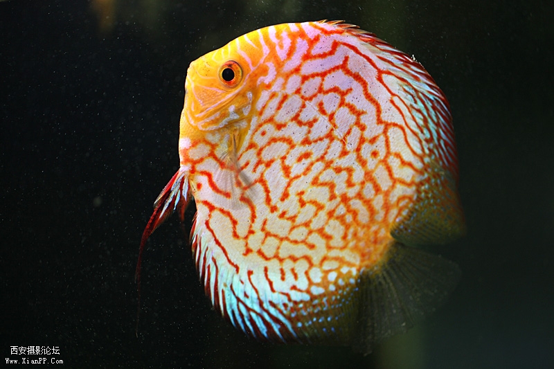 光圈: F/2.8 快门:1/40 焦距:100 毫米 感光度:400