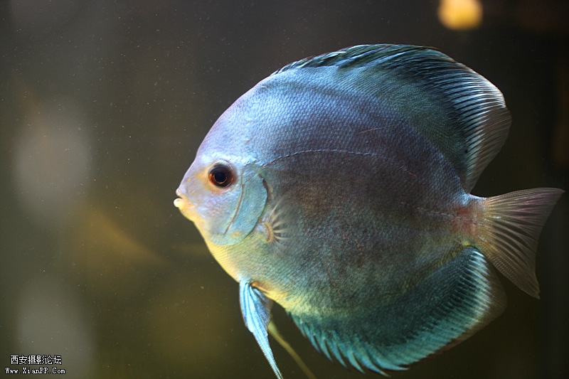 光圈: F/2.8 快门:1/15 焦距:100 毫米 感光度:400