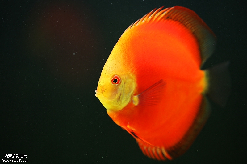 光圈: F/2.8 快门:1/30 焦距:100 毫米 感光度:400