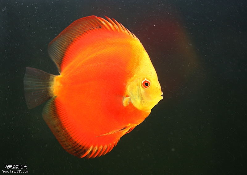 光圈: F/2.8 快门:1/20 焦距:100 毫米 感光度:400