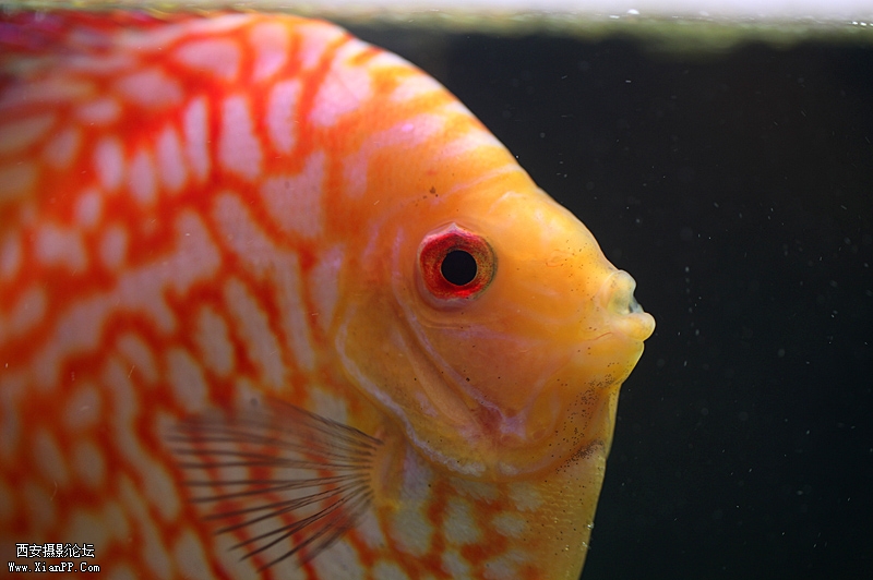 光圈: F/2.8 快门:1/40 焦距:100 毫米 感光度:400