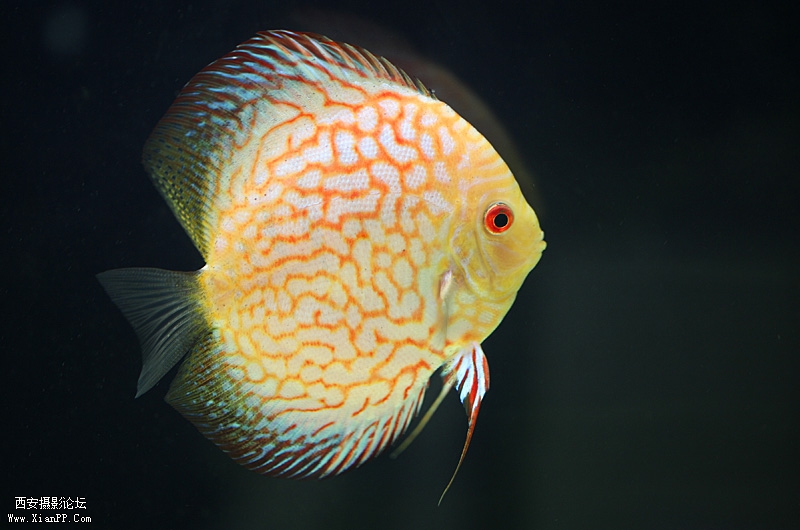 光圈: F/2.8 快门:1/25 焦距:100 毫米 感光度:400