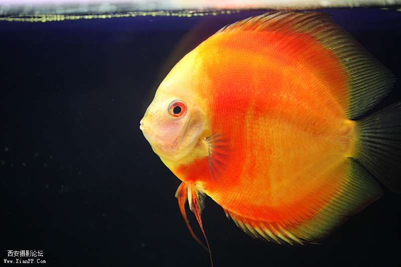 光圈: F/2.8 快门:1/20 焦距:100 毫米 感光度:400