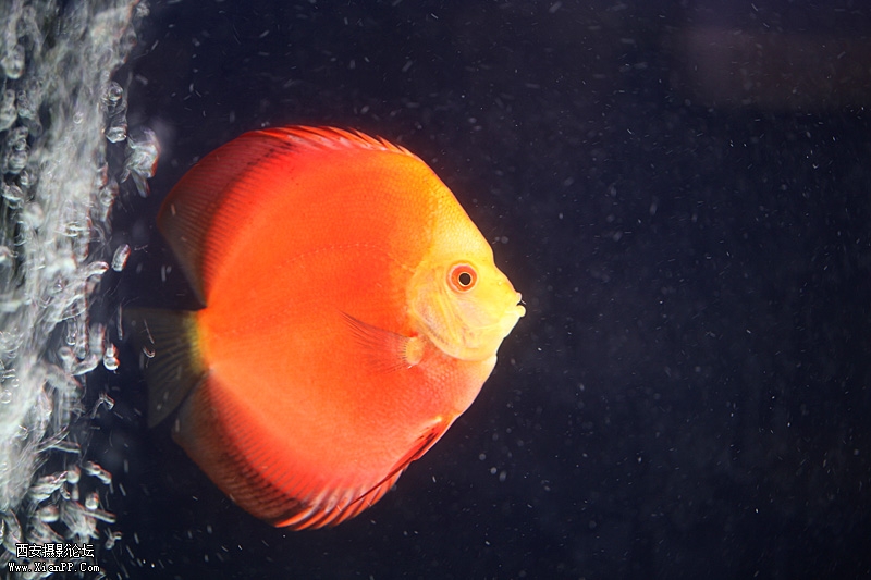 光圈: F/2.8 快门:1/20 焦距:100 毫米 感光度:400