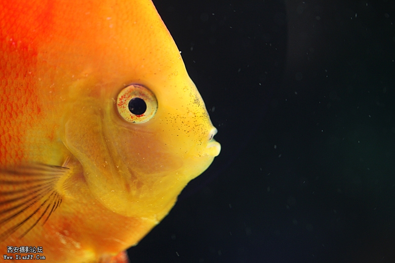 光圈: F/2.8 快门:1/30 焦距:100 毫米 感光度:800