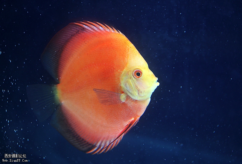  光圈: F/2.8 快门:1/60 焦距:100 毫米 感光度:800