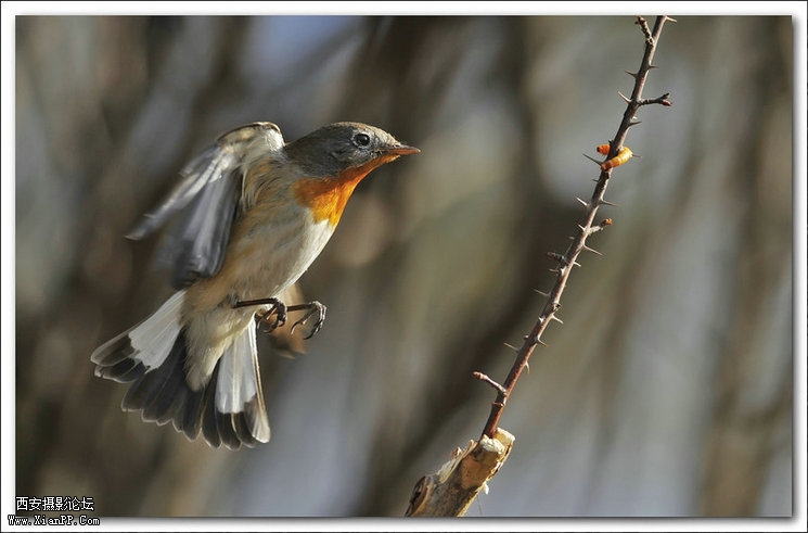 快门:1/2000  光圈:F/5.6  焦距:420毫米  感光度:640
