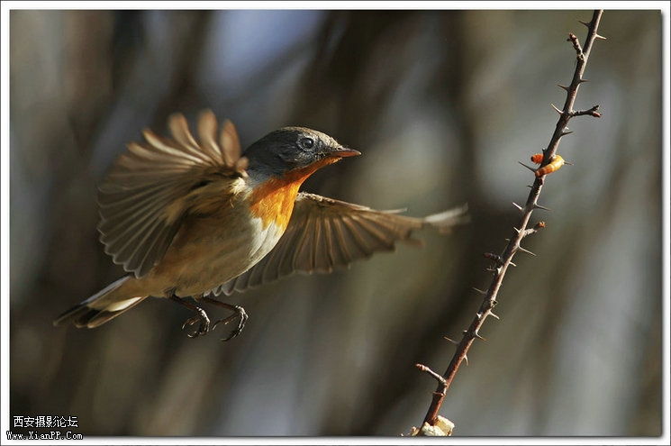 快门:1/2000  光圈:F/5.6  焦距:420毫米  感光度:640