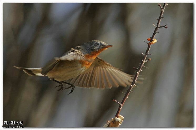 快门:1/2000  光圈:F/5.6  焦距:420毫米  感光度:640