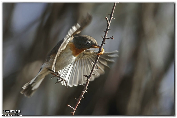  快门:1/1250  光圈:F/5.6  焦距:420毫米  感光度:640