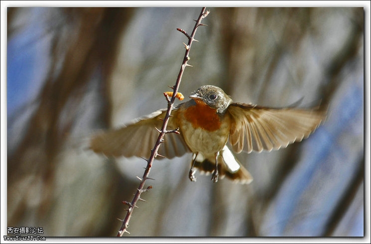 快门:1/800  光圈:F/5.6  焦距:420毫米  感光度:640