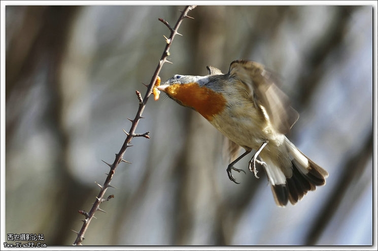 快门:1/800  光圈:F/5.6  焦距:420毫米  感光度:640