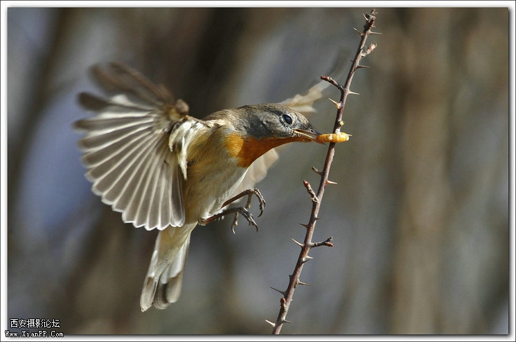快门:1/1250  光圈:F/5.6  焦距:420毫米  感光度:640