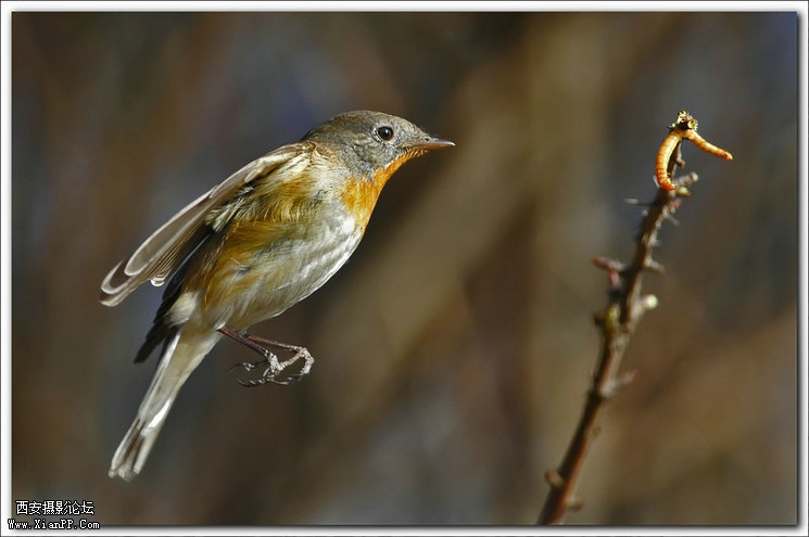  快门:1/1250  光圈:F/5.6  焦距:420毫米  感光度:640 