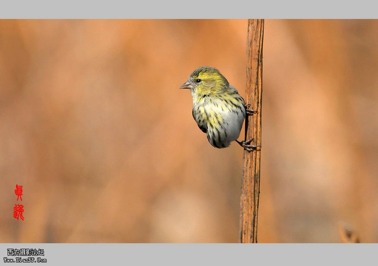快门:1/2000  光圈:F/5.6  焦距:300毫米  感光度:800