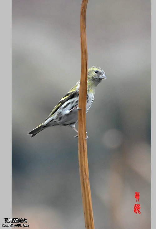 快门:1/125  光圈:F/5.6  焦距:300毫米  感光度:1000 