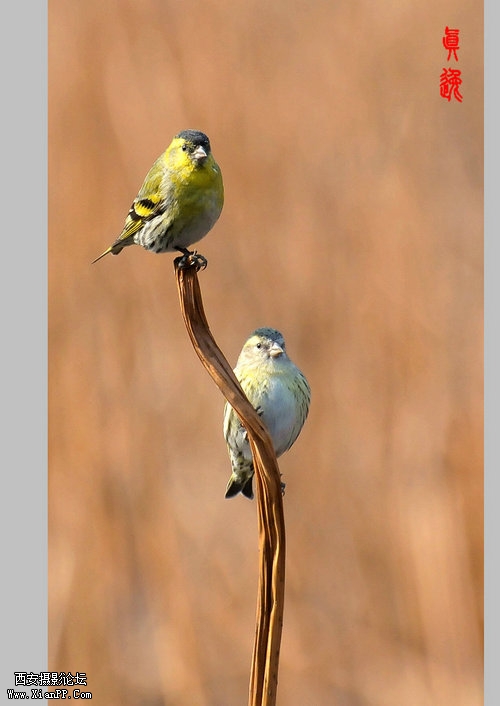 快门:1/1250  光圈:F/6.3  焦距:300毫米  感光度:800 