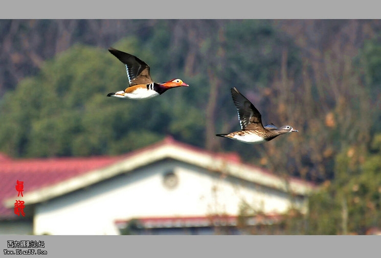 快门:1/1600  光圈:F/5.6  焦距:280毫米  感光度:800 