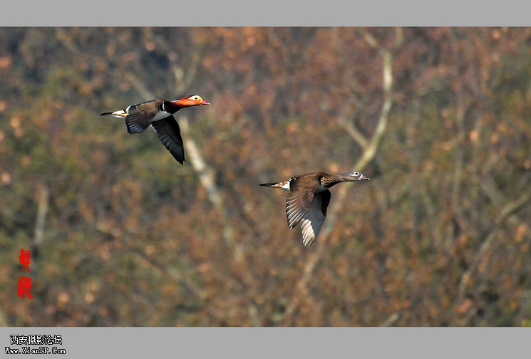  快门:1/1600  光圈:F/5.6  焦距:280毫米  感光度:800 