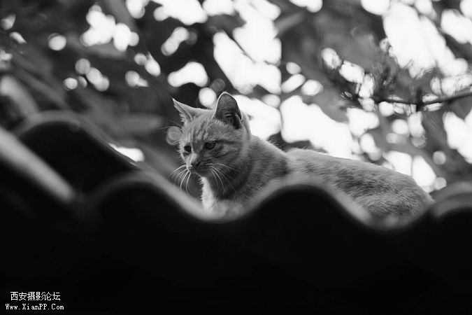 _MG_6058.jpg