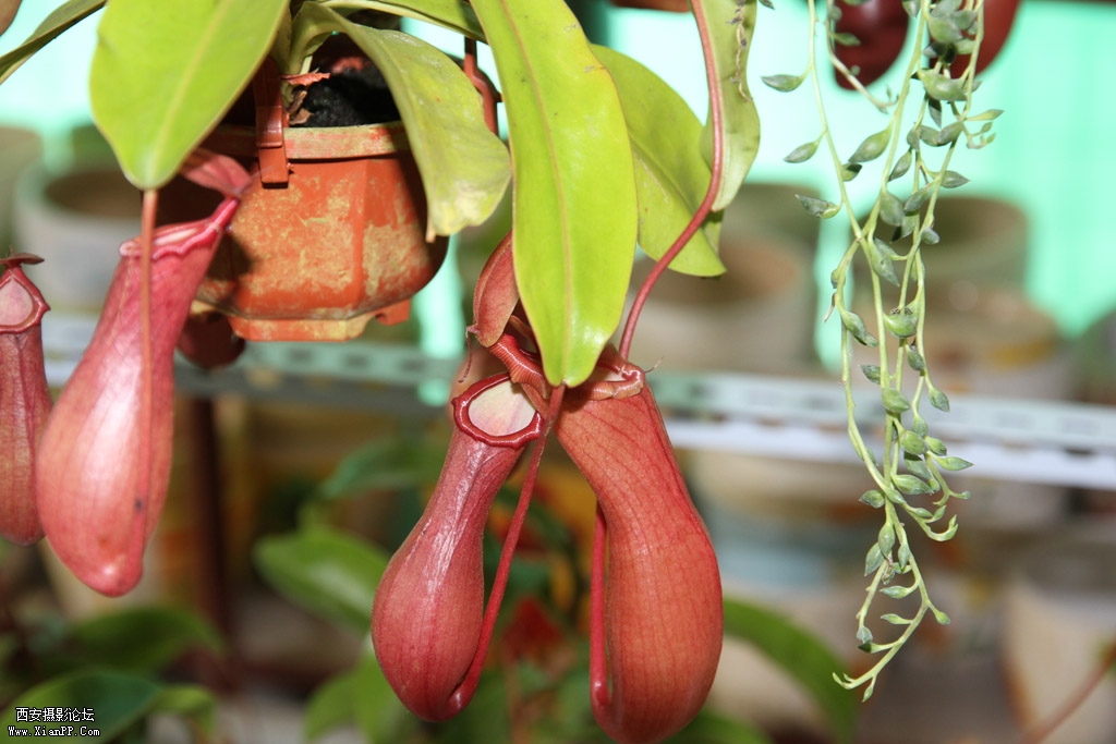 猪笼草.jpg