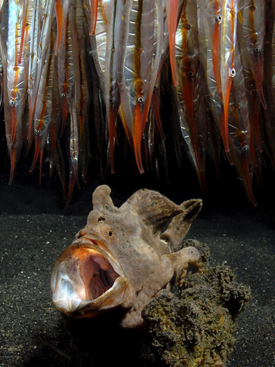 躄鱼和玻甲鱼，这两种鱼生活在印尼附近水域。（Luc Eeckhaut）