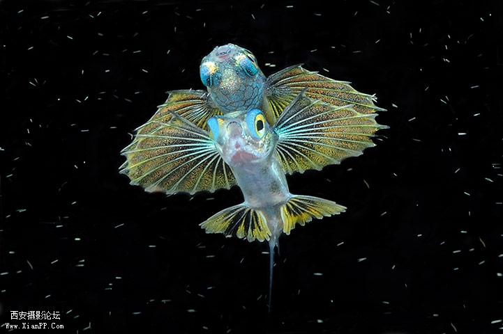 印尼四国群岛附近水域的幼年飞鱼。（Michele Davino）