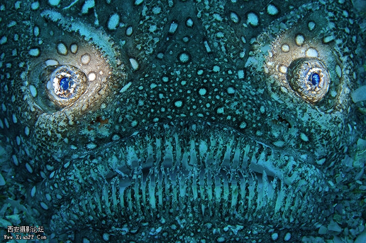 佛罗里达蓝鹭桥海域的瞻星鱼。（Keri Wilk）