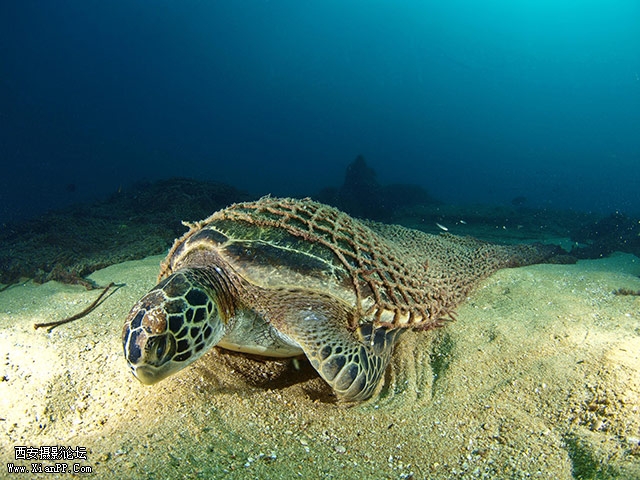 墨西哥科尔特斯海一头被渔网缠住的海龟。（Ramon Dominguez）