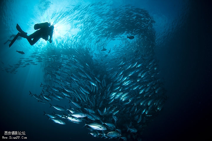 印度尼西亚近海与潜水员共舞的狗鱼。（Maria Rivarola）