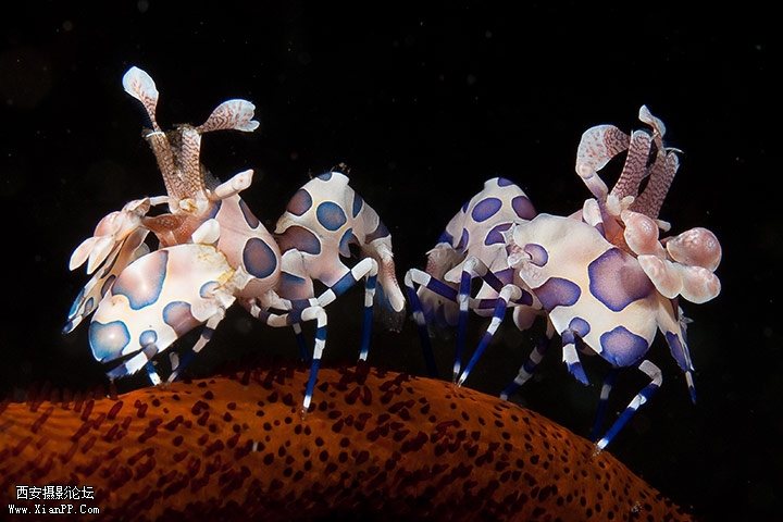 “丑角虾”，拍摄于印尼巴厘岛图兰奔水域。（Francesco De Marchi）