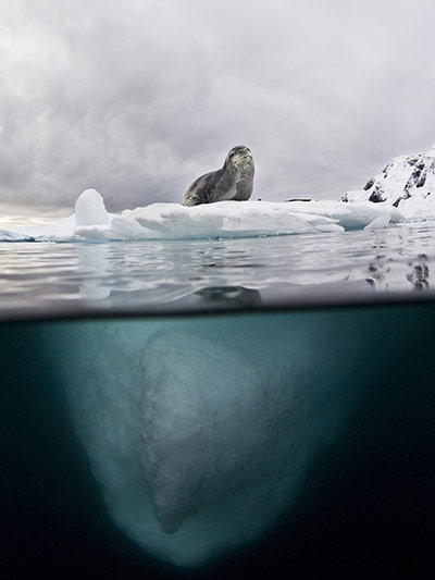 栖息在南极洲附近冰面上的海豹。（Jonas Thormar）