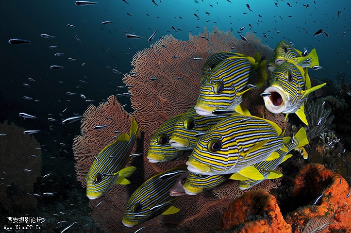 地点不详海域的细鳞鱼。（Jose Alejandro Alvarez）