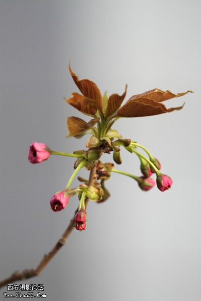 20110407 300mm试镜0009_调整大小.JPG