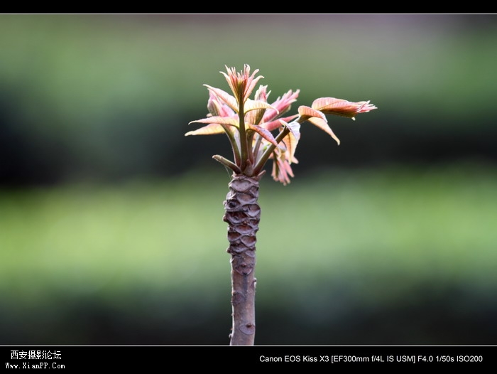 20110407 300mm试镜0012_调整大小.JPG