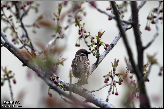 20110407 300mm试镜0018_调整大小.JPG