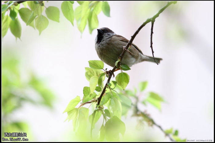 20110407 300mm试镜0019_调整大小.JPG