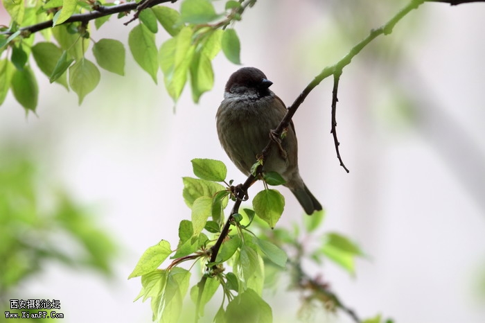 20110407 300mm试镜0021_调整大小.JPG